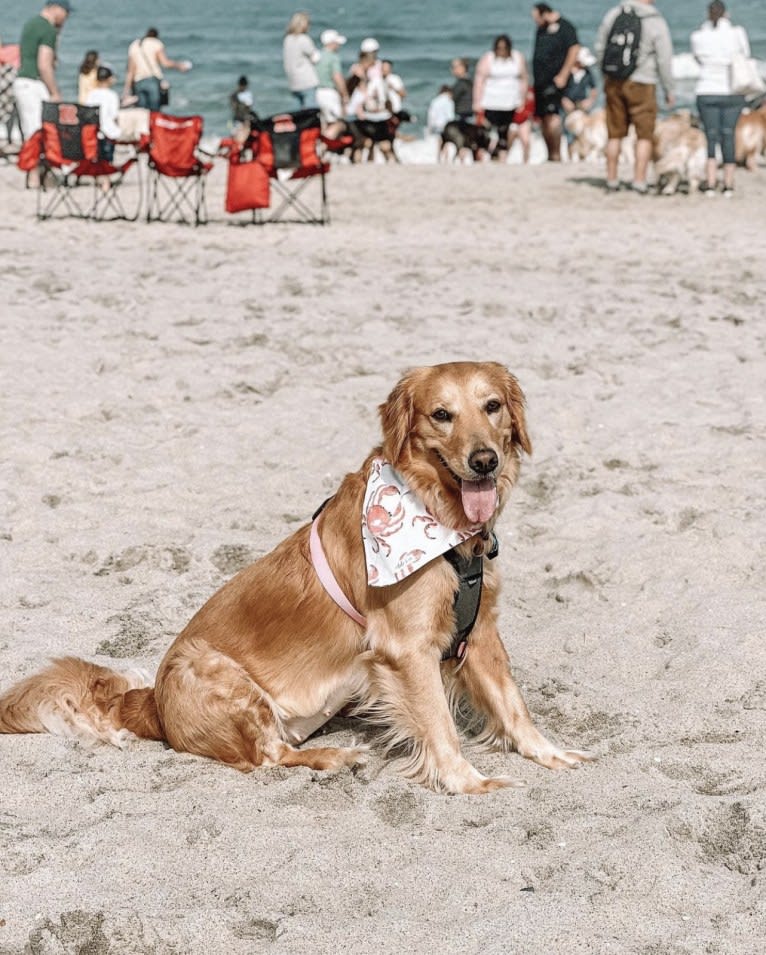 Marley, a Golden Retriever tested with EmbarkVet.com