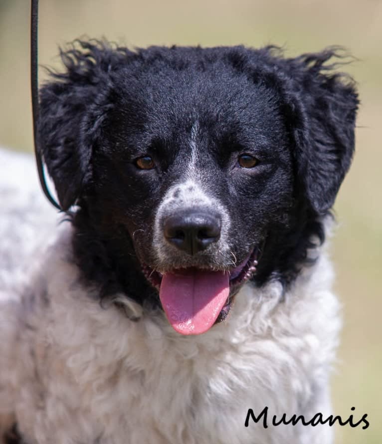Qiqi, a Wetterhoun tested with EmbarkVet.com