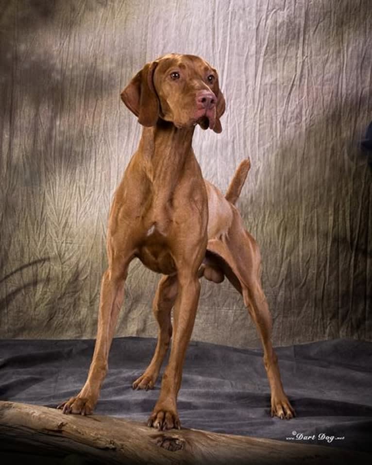 Bow, a Vizsla tested with EmbarkVet.com