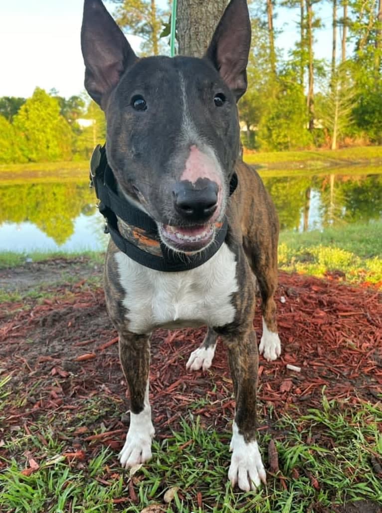 Dippy, a Bull Terrier tested with EmbarkVet.com
