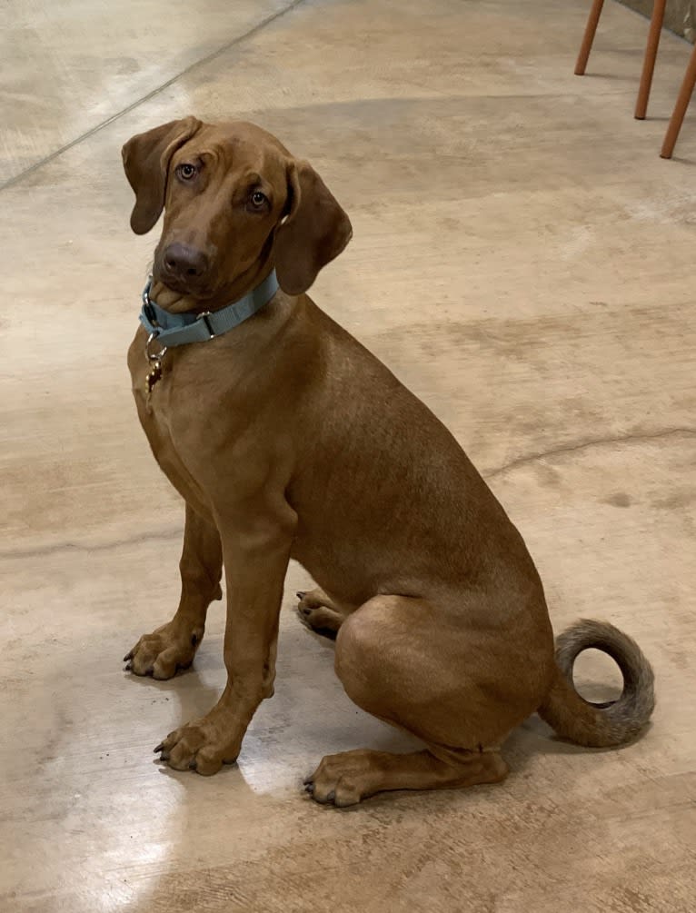 Nugget, a Doberman Pinscher and Neapolitan Mastiff mix tested with EmbarkVet.com