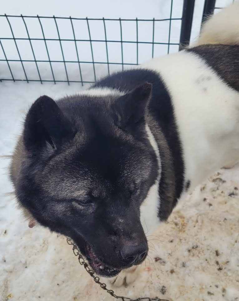 Sansa, an Akita tested with EmbarkVet.com