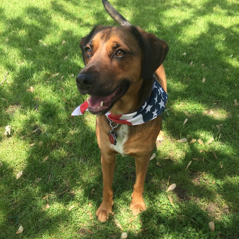 Rufus, a Rottweiler and Beagle mix tested with EmbarkVet.com