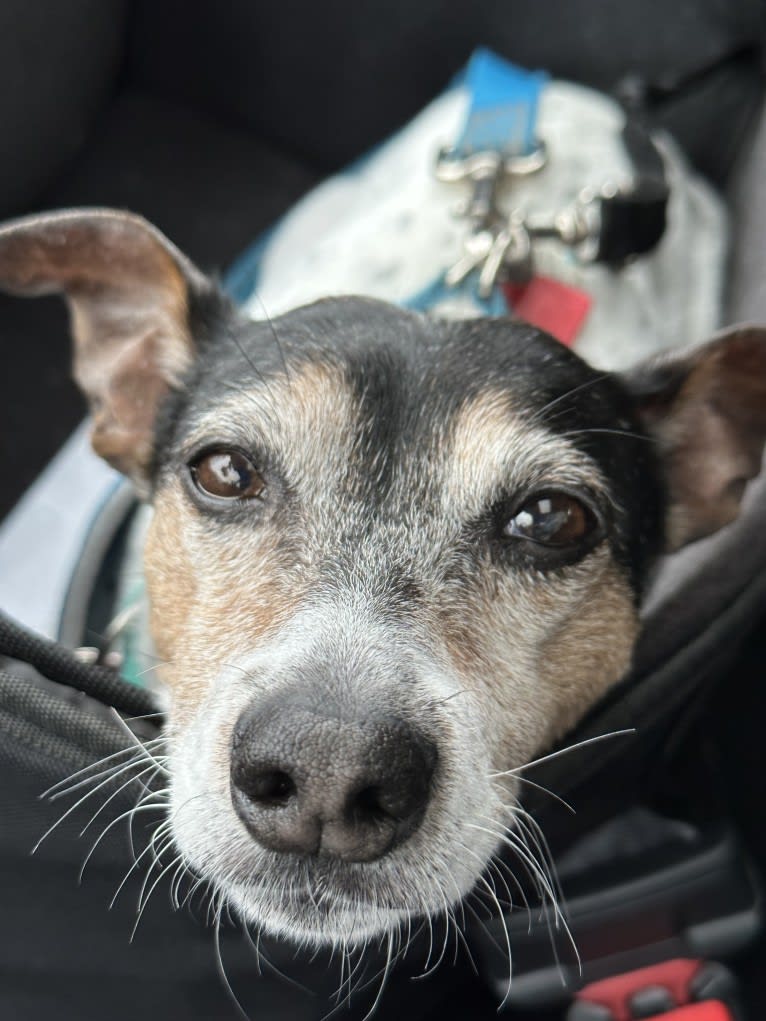 Jordyn, an American Hairless Terrier tested with EmbarkVet.com