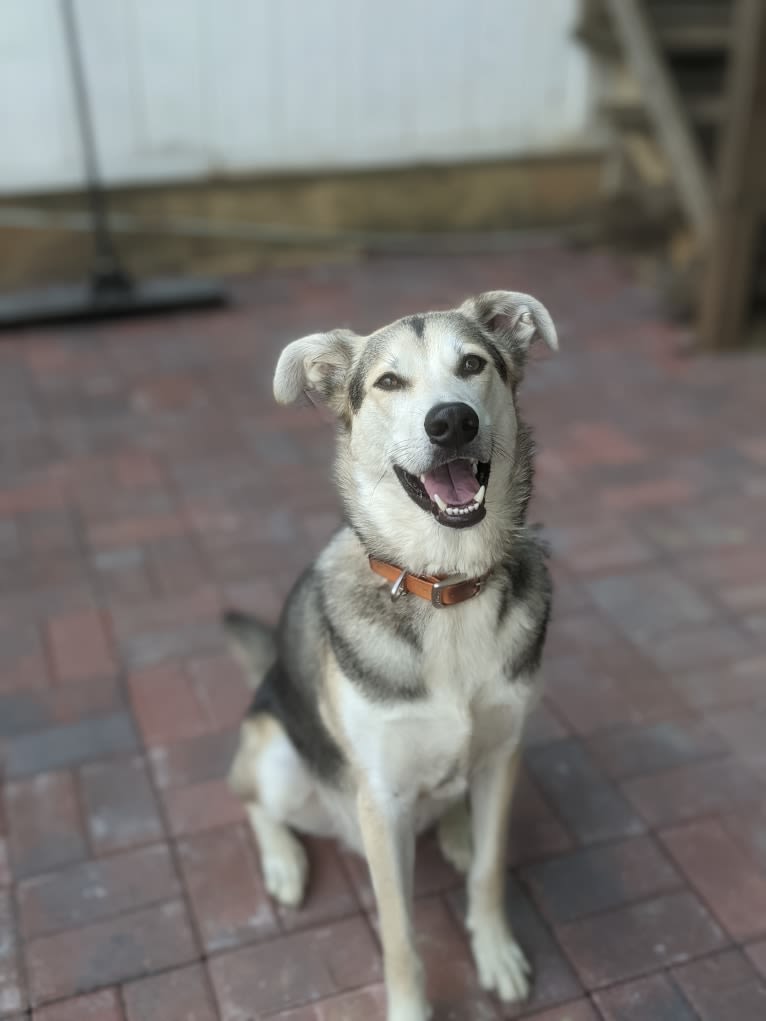 Finn, an Alaskan Malamute and Beagle mix tested with EmbarkVet.com