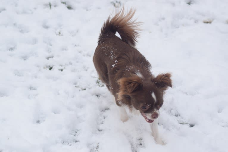 Elyza, a Chihuahua tested with EmbarkVet.com