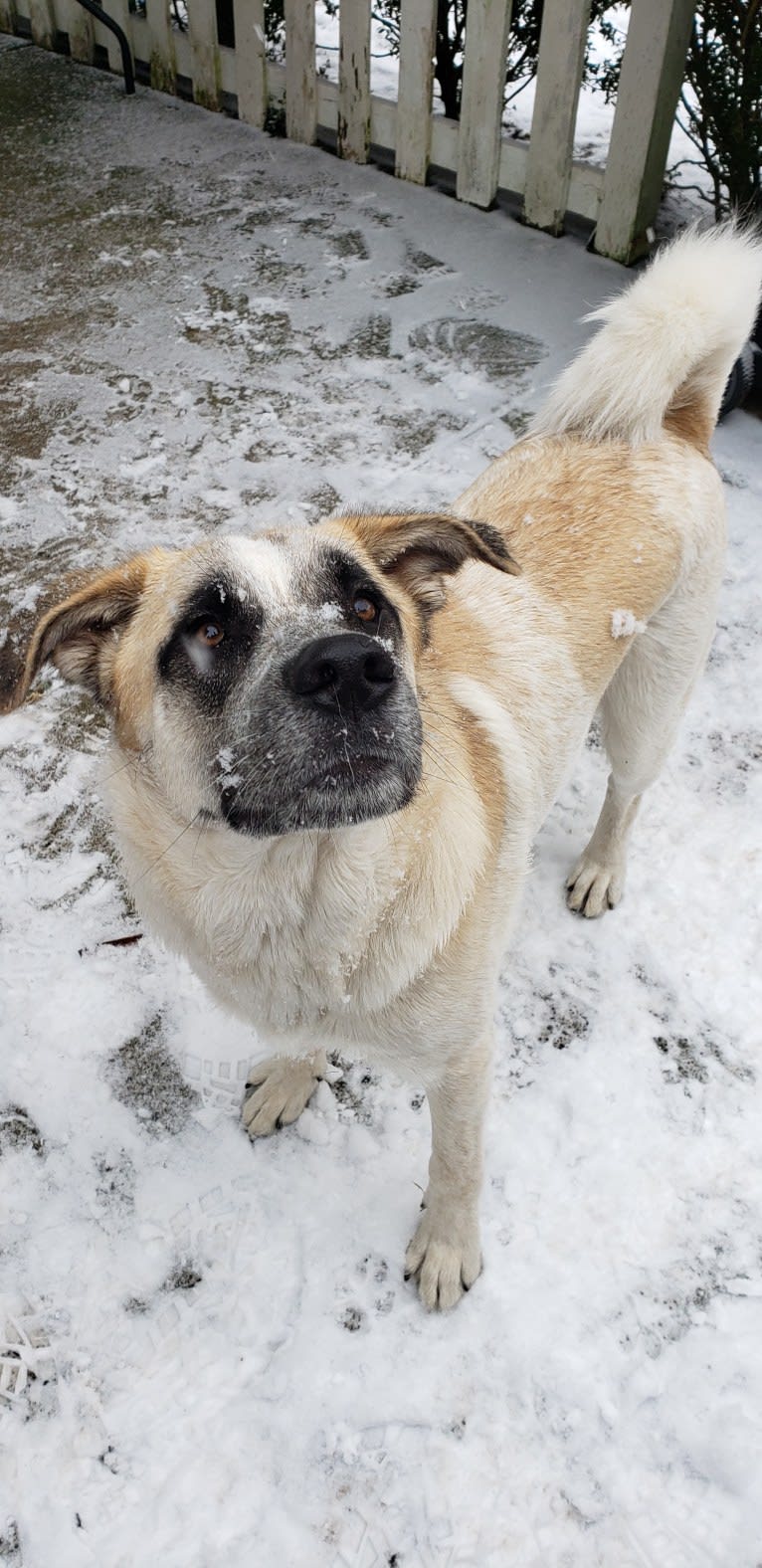 Marley, a Great Pyrenees and Australian Cattle Dog mix tested with EmbarkVet.com