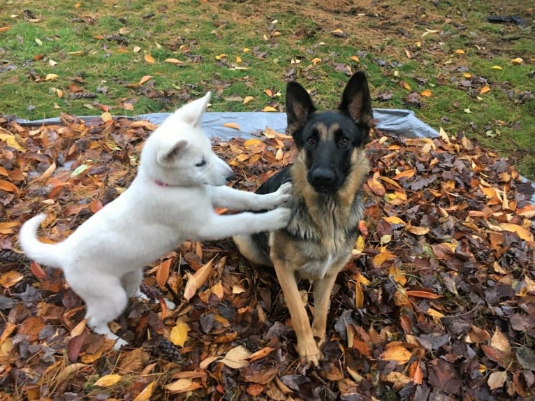 Phoebe, a German Shepherd Dog tested with EmbarkVet.com