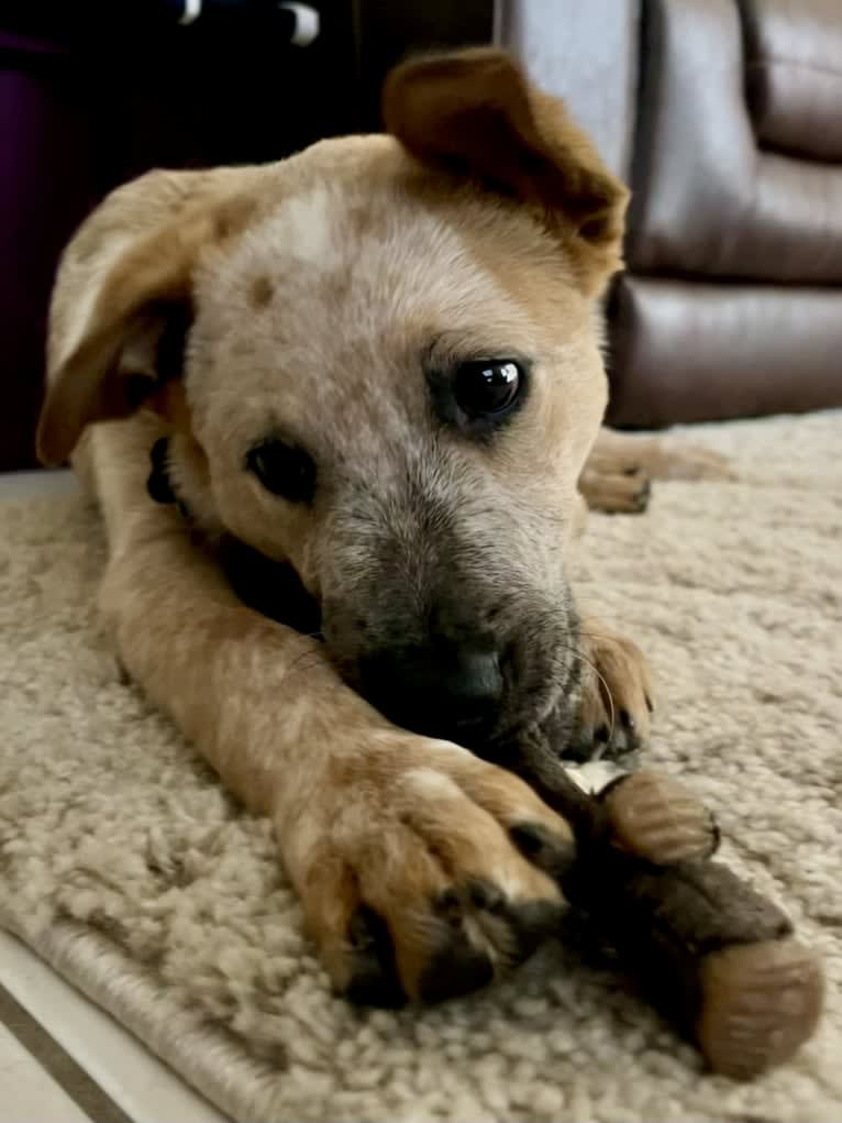 RAWLIE RIGGS, an Australian Cattle Dog and Poodle (Small) mix tested with EmbarkVet.com