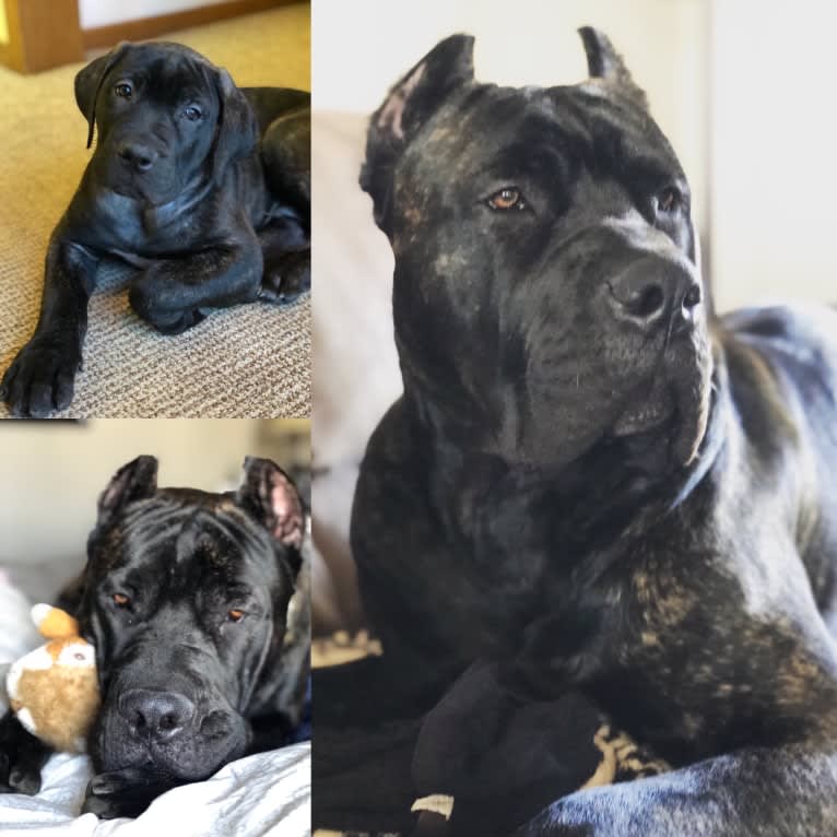 Riggs, a Boerboel and Neapolitan Mastiff mix tested with EmbarkVet.com