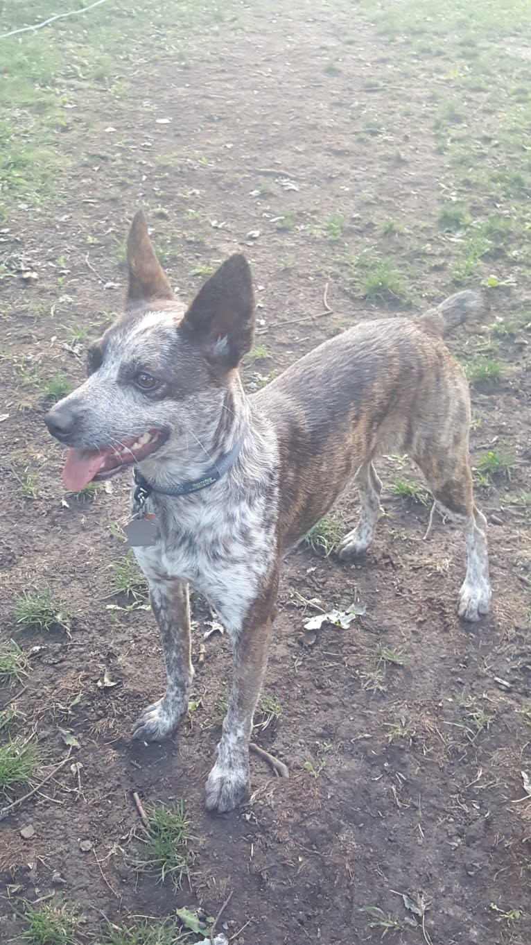 Banshee Boo, an Australian Cattle Dog and American Pit Bull Terrier mix tested with EmbarkVet.com