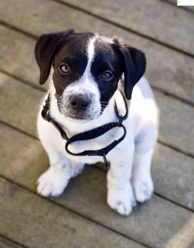 Riley, a German Shorthaired Pointer and Australian Cattle Dog mix tested with EmbarkVet.com