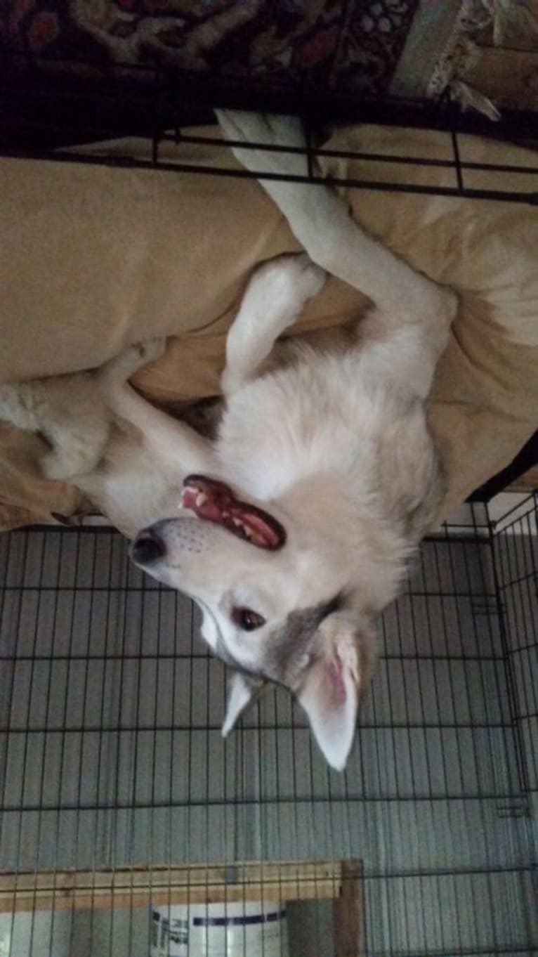 Nymeria, a Siberian Husky and German Shepherd Dog mix tested with EmbarkVet.com