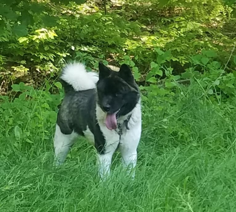 Casey, an Akita tested with EmbarkVet.com