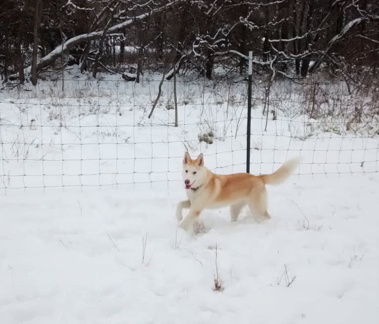 Kestrel, a Siberian Husky and Shetland Sheepdog mix tested with EmbarkVet.com