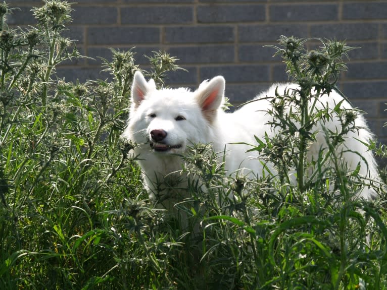 Alaska, a German Shepherd Dog and Akita mix tested with EmbarkVet.com