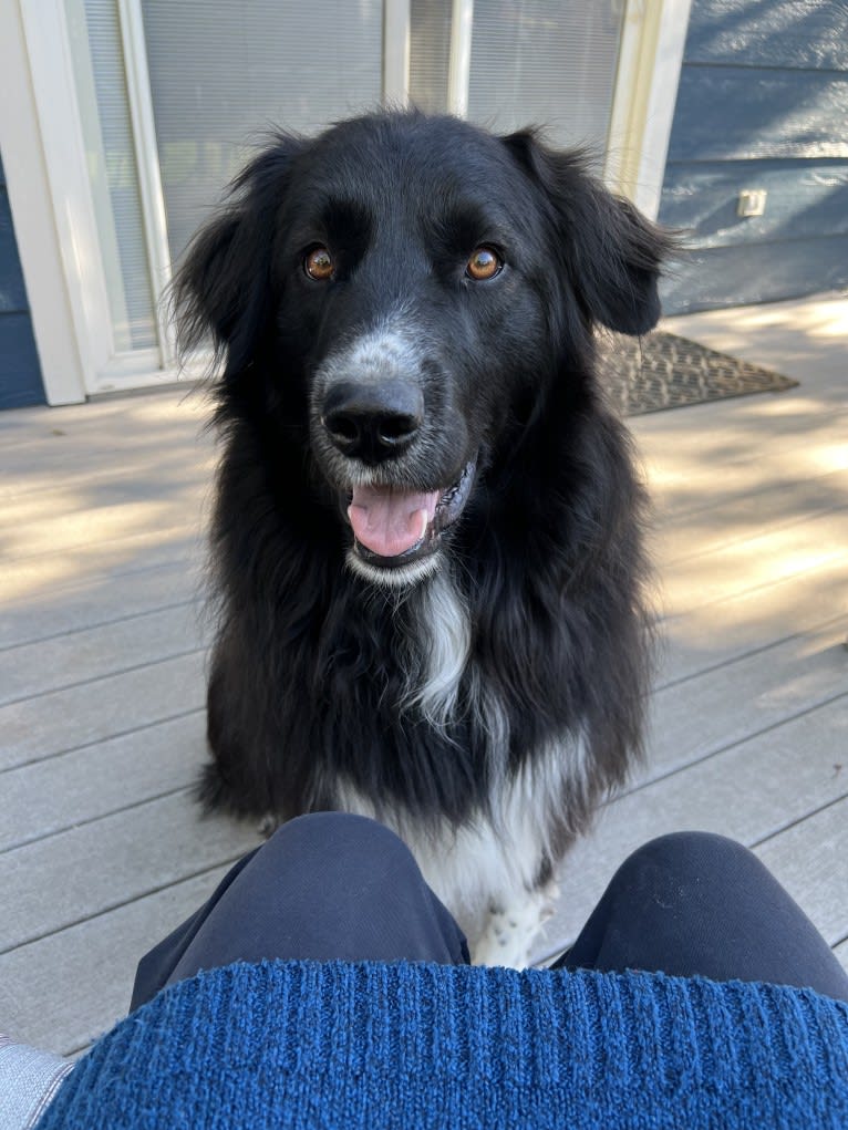 Simon, a Great Pyrenees and Labrador Retriever mix tested with EmbarkVet.com