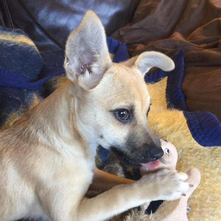 Wookie, a Chihuahua and West Highland White Terrier mix tested with EmbarkVet.com