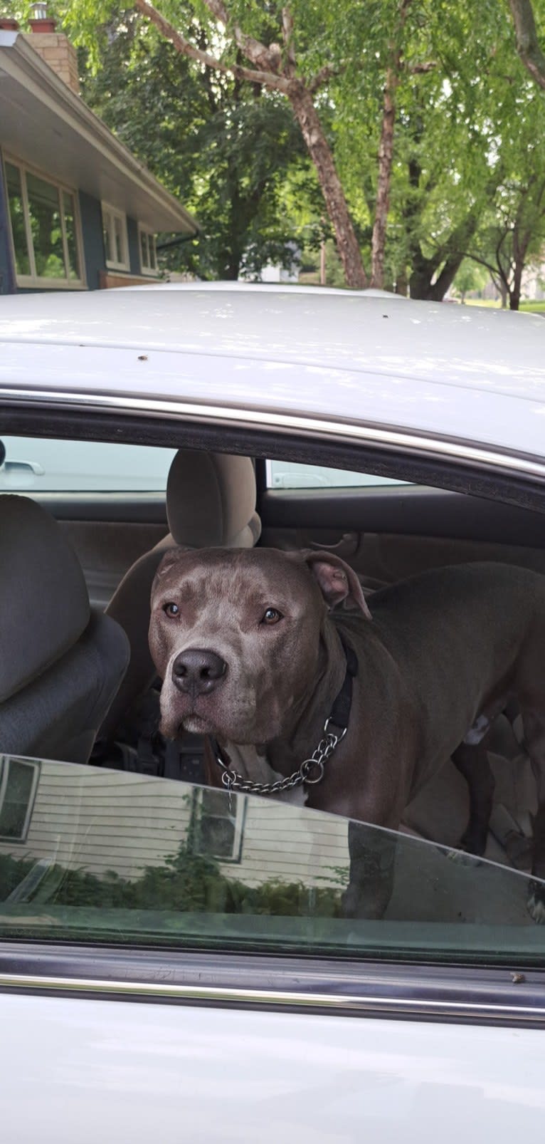 Killua, an American Bully tested with EmbarkVet.com