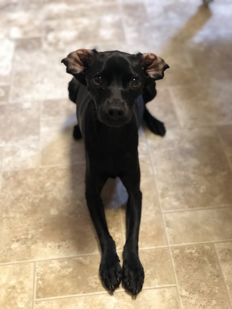 Brucifer, a Cocker Spaniel and Miniature Pinscher mix tested with EmbarkVet.com