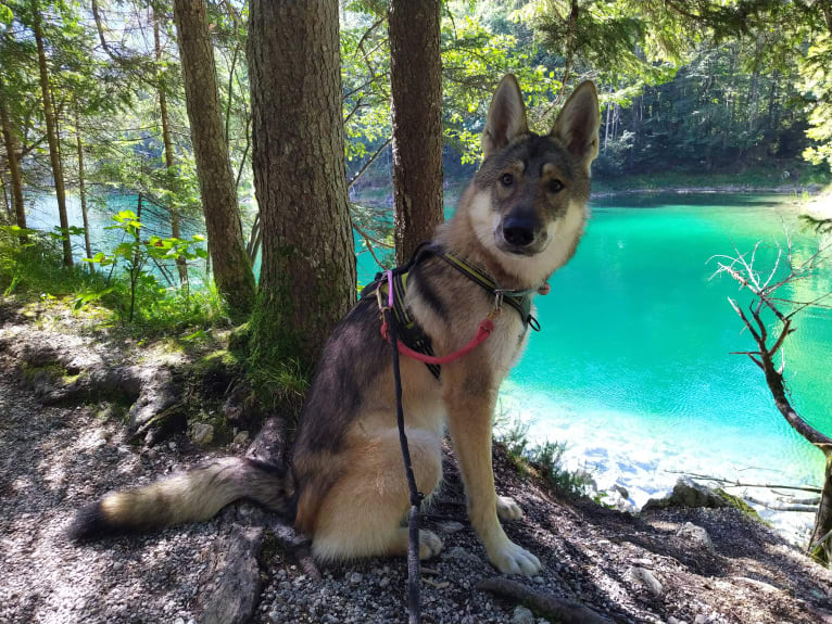 "Yakari"  Lone Tamaskan Arkham Bruce Wayne, a Siberian Husky and Alaskan Malamute mix tested with EmbarkVet.com