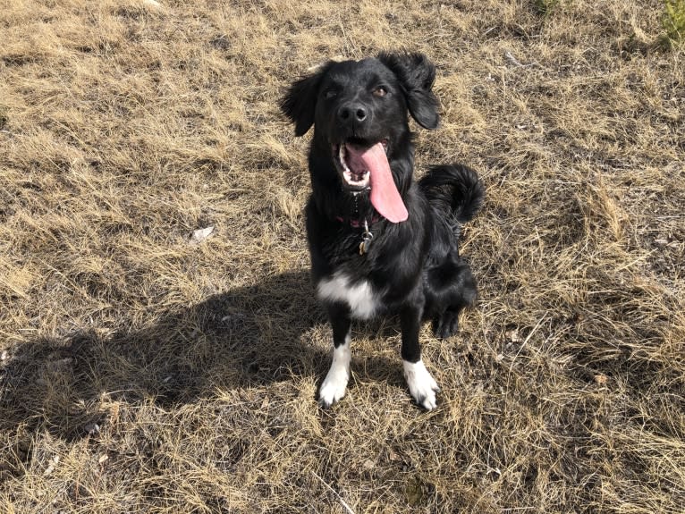 Aloe Vera, a Rottweiler and Border Collie mix tested with EmbarkVet.com