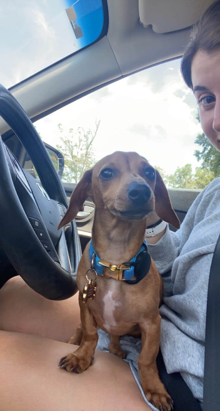 Pip, a Dachshund and Chihuahua mix tested with EmbarkVet.com