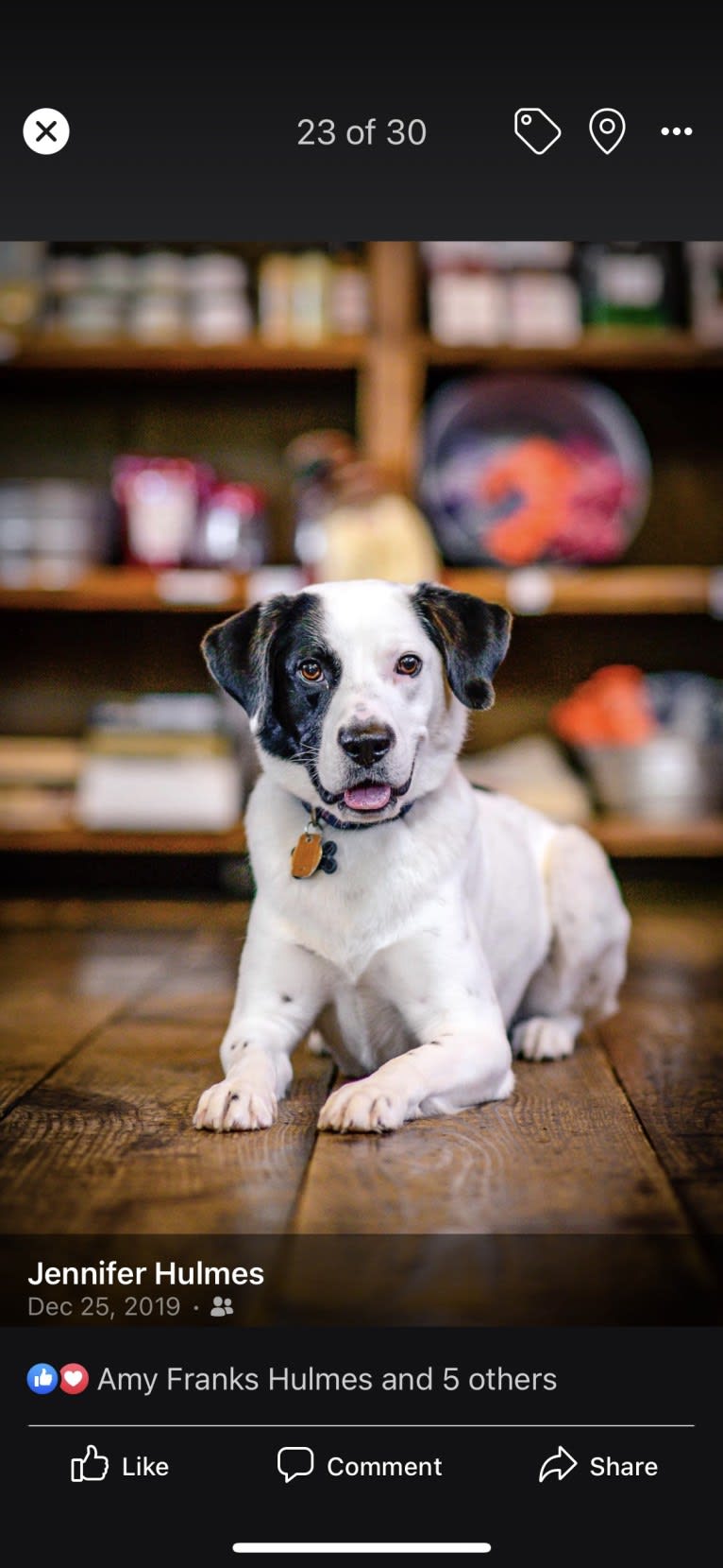 Harvey, an American Foxhound and American Bulldog mix tested with EmbarkVet.com