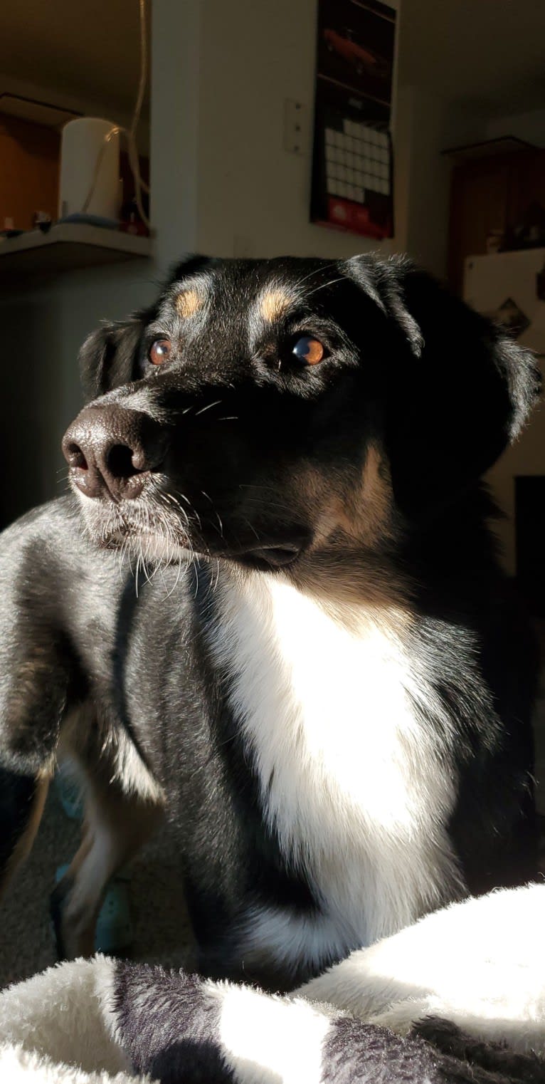 Louyie, a Border Collie and Labrador Retriever mix tested with EmbarkVet.com