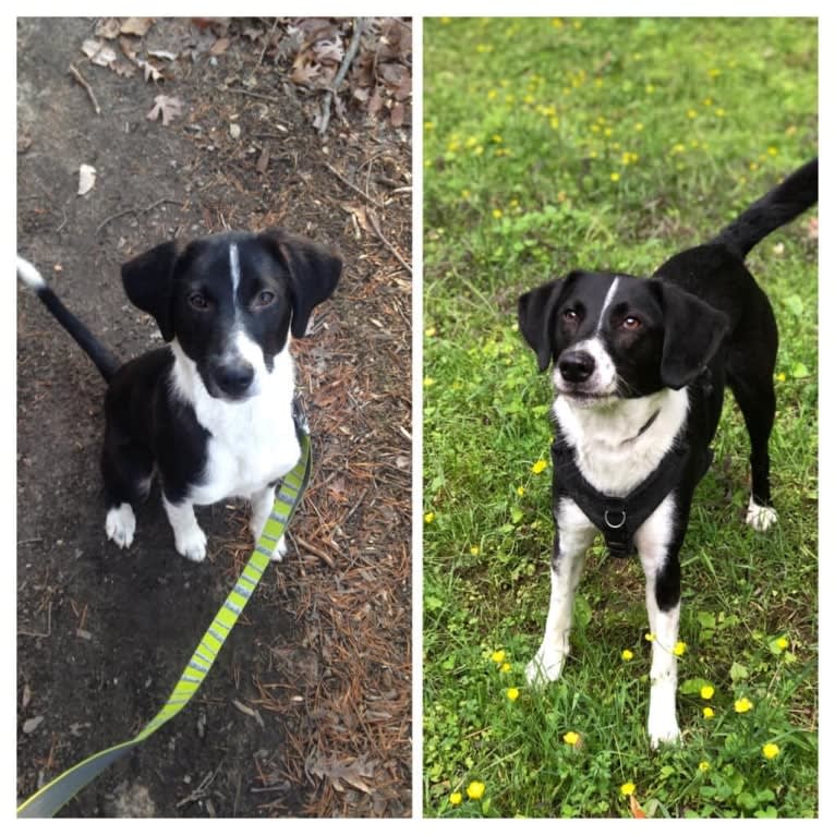 Alfie, an American Foxhound and Labrador Retriever mix tested with EmbarkVet.com