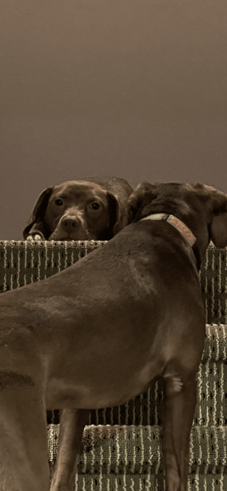 Utah, an American Pit Bull Terrier and Boykin Spaniel mix tested with EmbarkVet.com