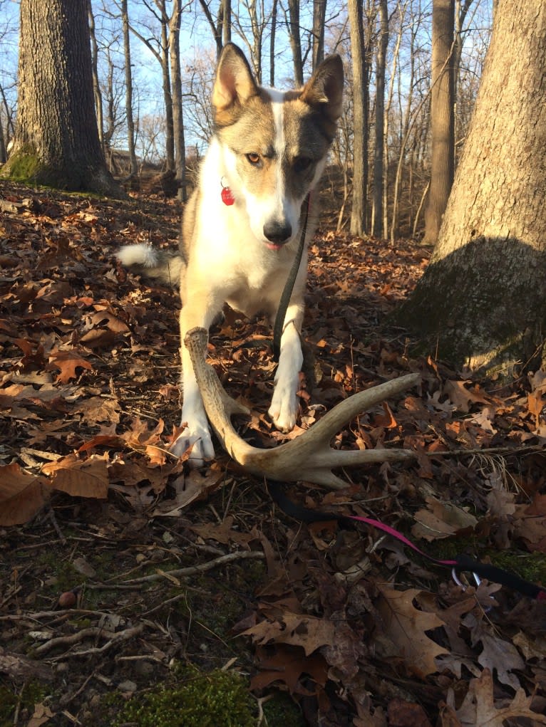 Meissa, a West Siberian Laika tested with EmbarkVet.com