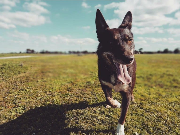 Matilda, an Australian Kelpie tested with EmbarkVet.com