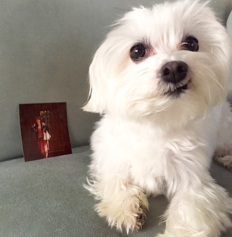 Shaboobalabooby “Boo” Elliott Peabody Minimus, a Maltese tested with EmbarkVet.com