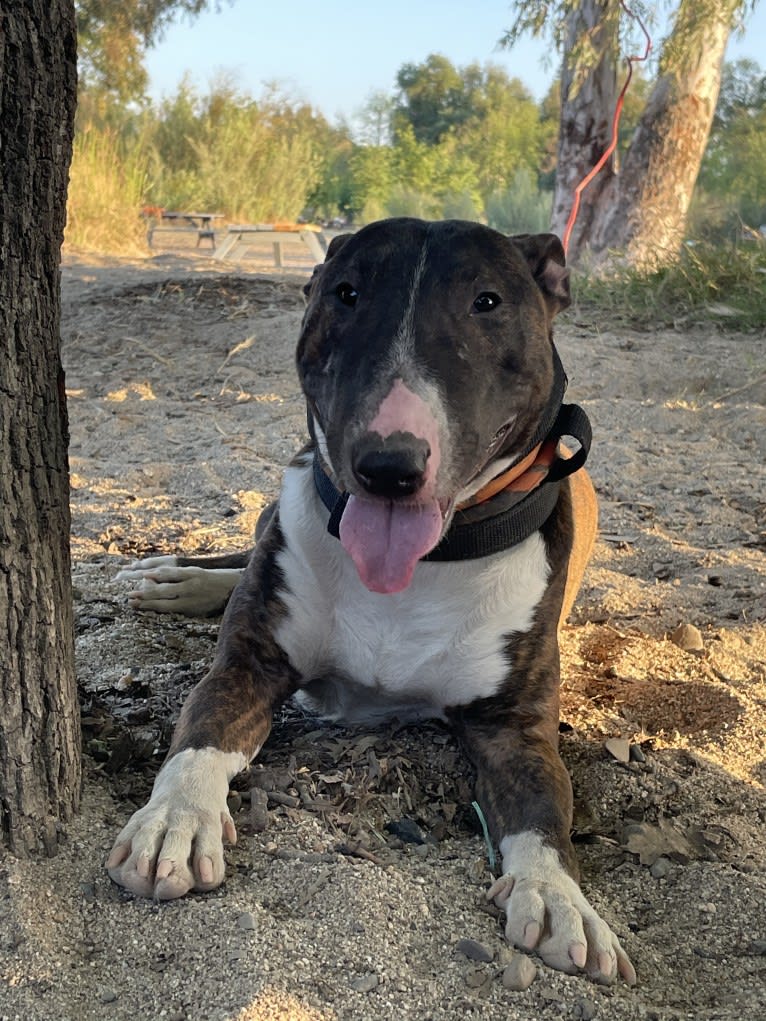 Serendipity, a Bull Terrier tested with EmbarkVet.com