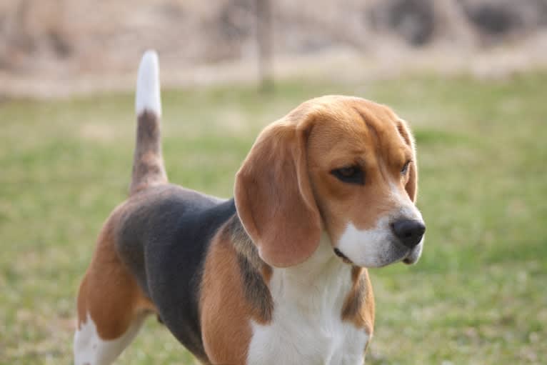 Jenny, a Beagle tested with EmbarkVet.com