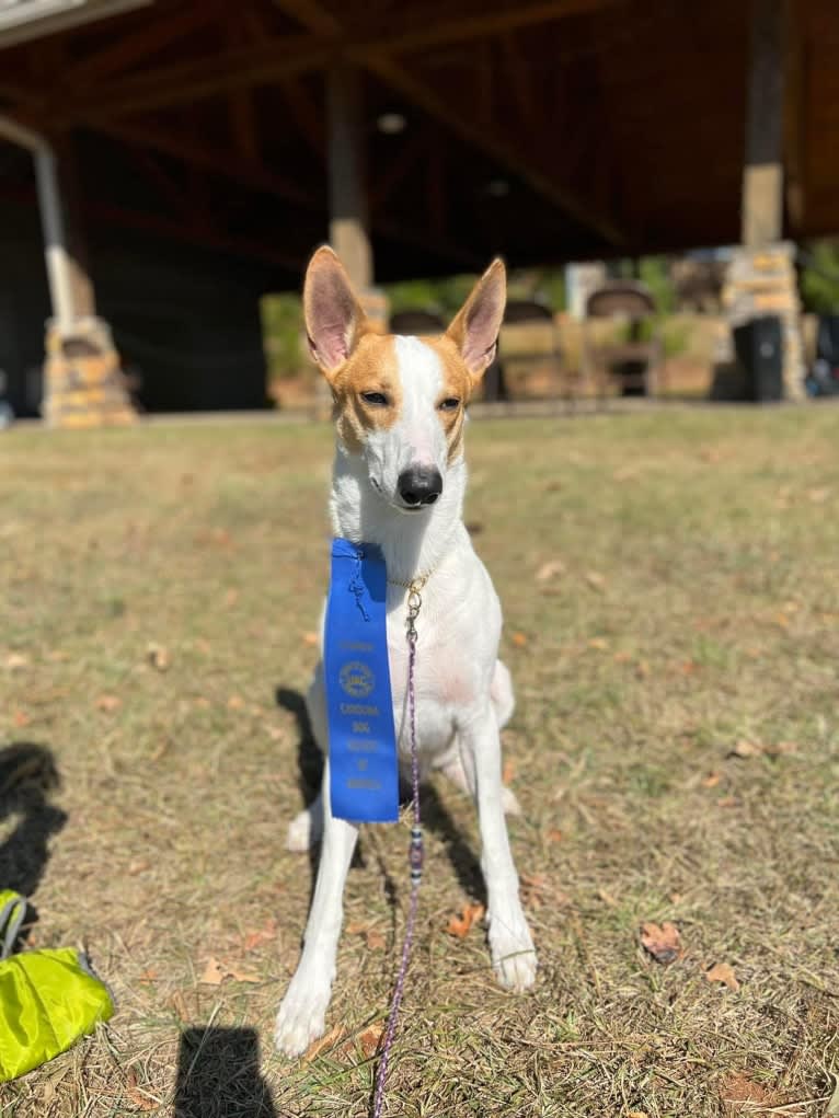 Banbury Cross Berlin, a Carolina Dog tested with EmbarkVet.com