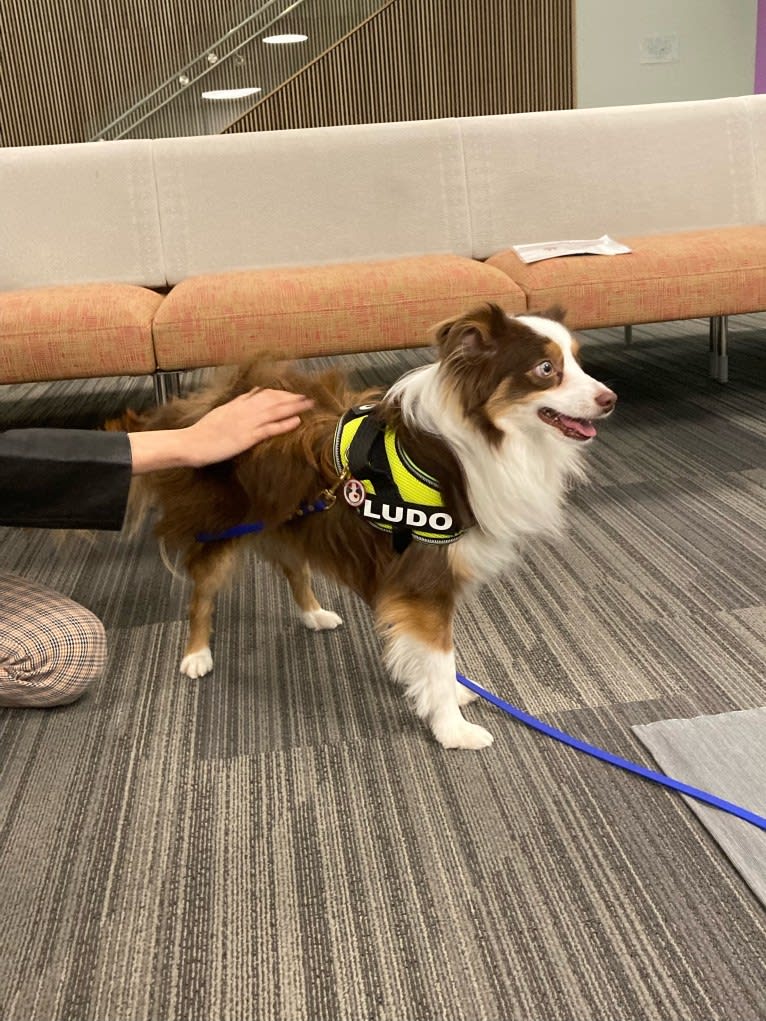 Ludo, an Australian Shepherd tested with EmbarkVet.com