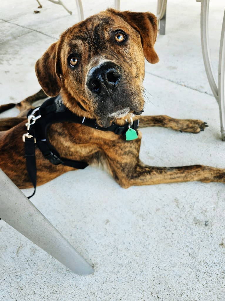 Bengal, a Great Pyrenees and American Pit Bull Terrier mix tested with EmbarkVet.com