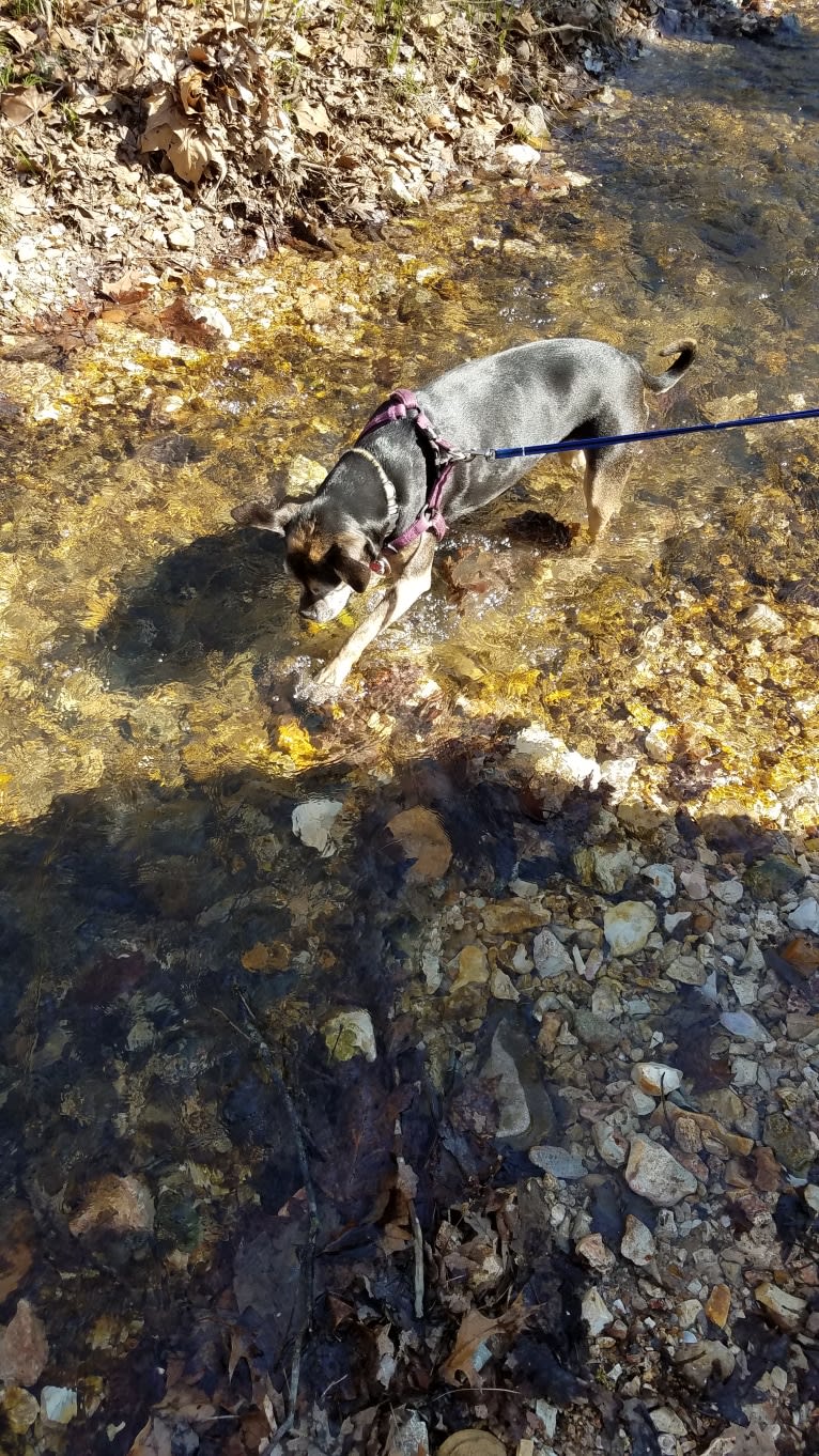 Gremlin, an American Pit Bull Terrier and American Bulldog mix tested with EmbarkVet.com