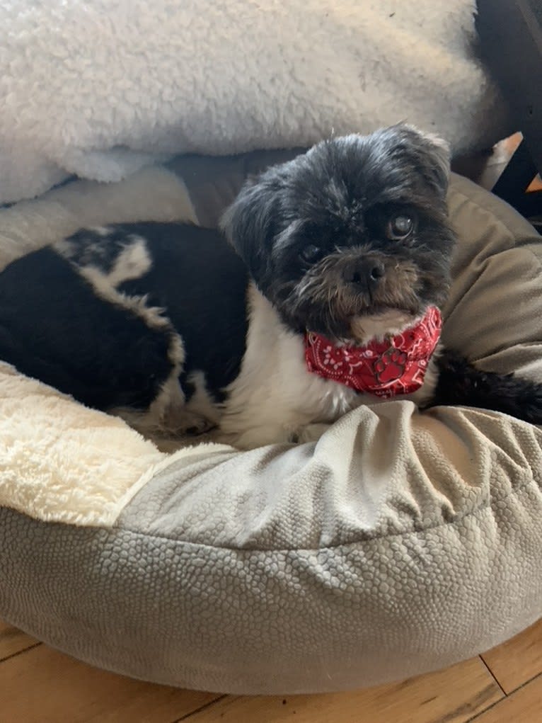 DAJ, a Shih Tzu tested with EmbarkVet.com