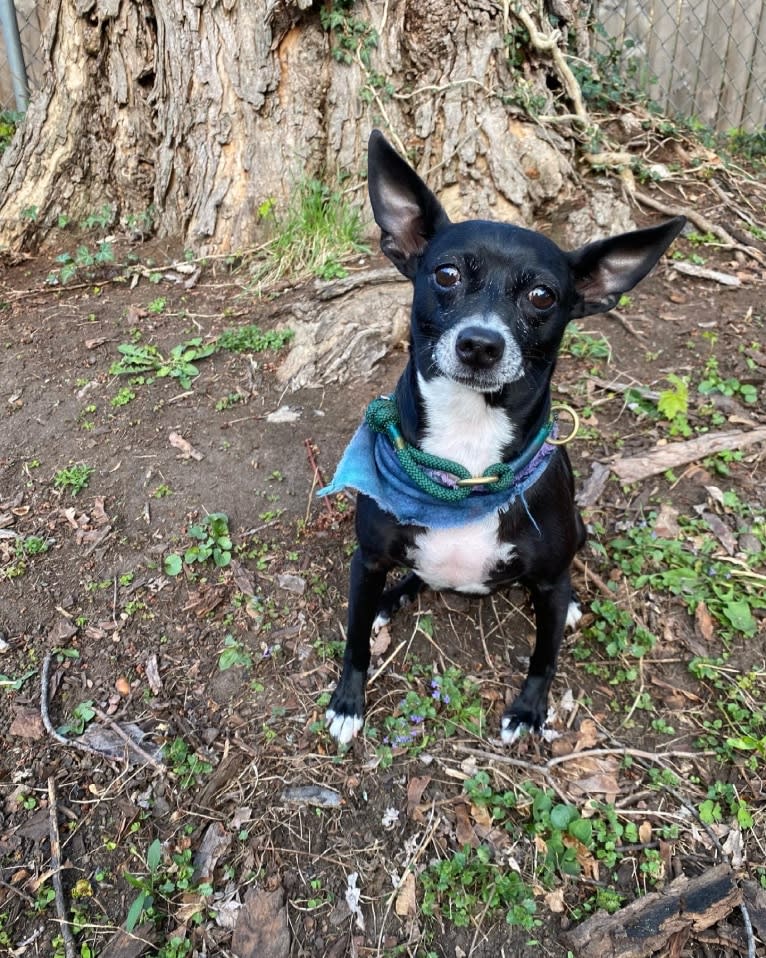 Marfa, a Chihuahua and Rat Terrier mix tested with EmbarkVet.com