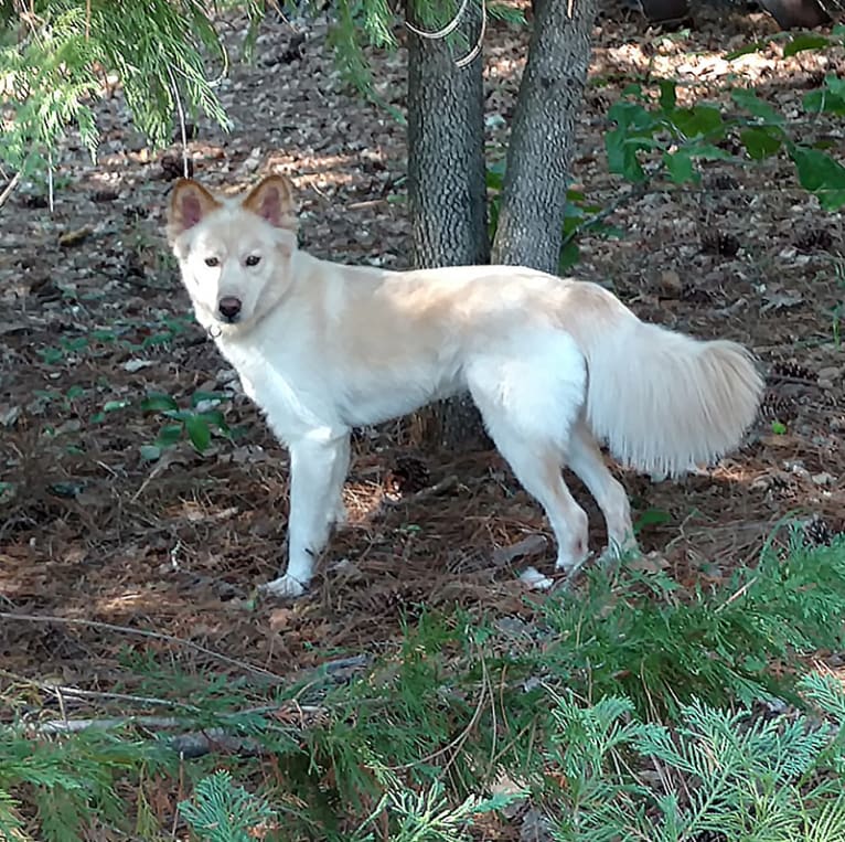 Roxy, a Siberian Husky and Labrador Retriever mix tested with EmbarkVet.com