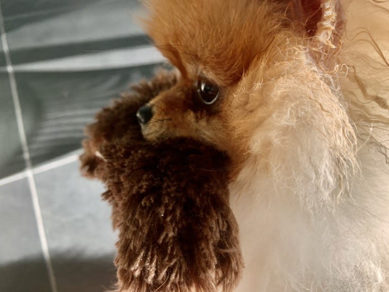 Santino, a Pomeranian tested with EmbarkVet.com