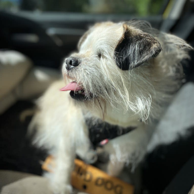 Winston, a Pugapoo tested with EmbarkVet.com