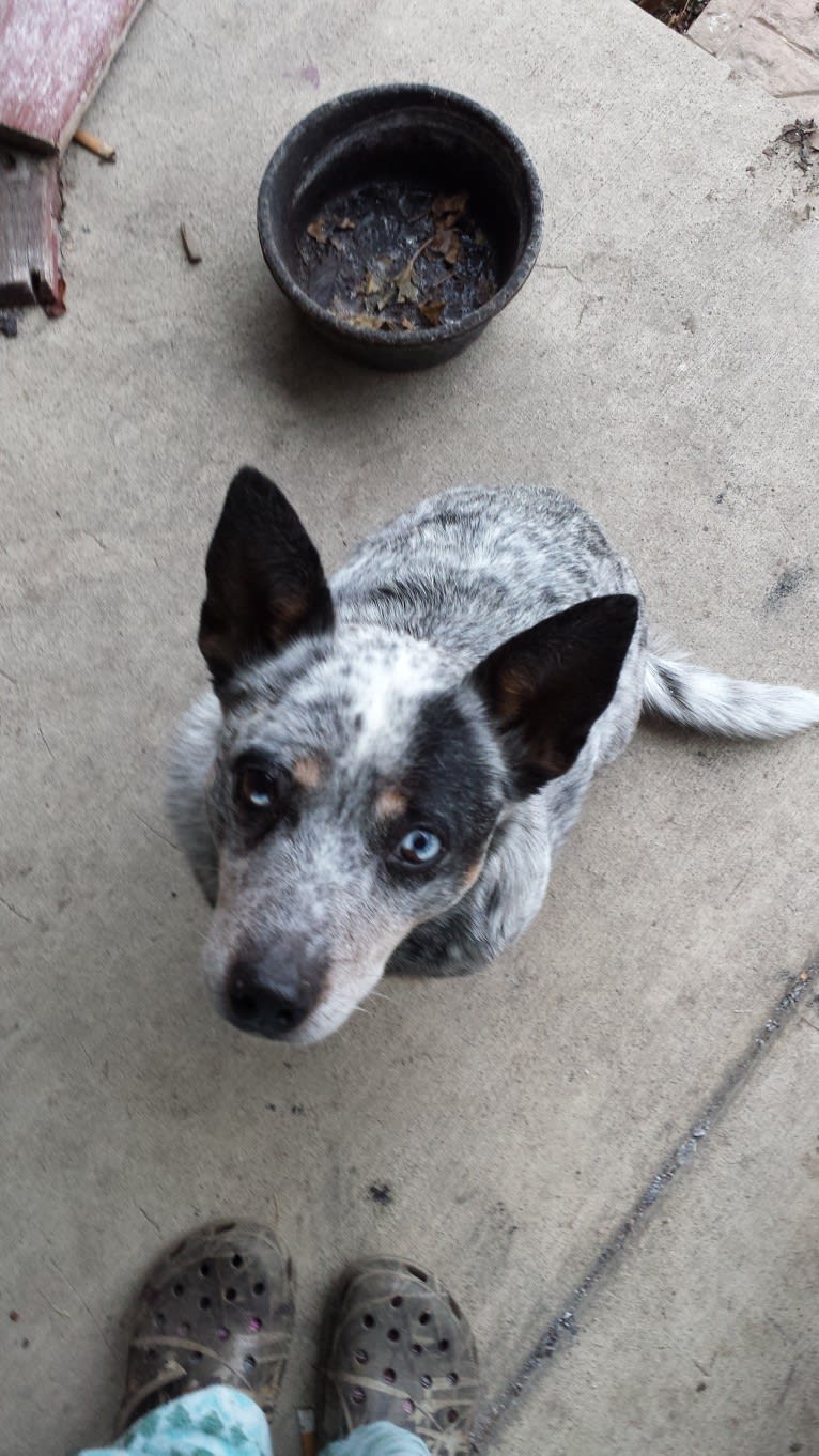 Shadoe, an Australian Cattle Dog tested with EmbarkVet.com