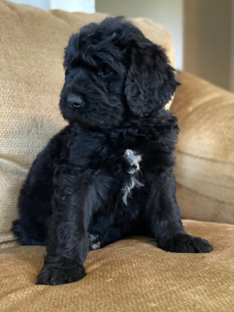 Leopold, a Newfypoo tested with EmbarkVet.com