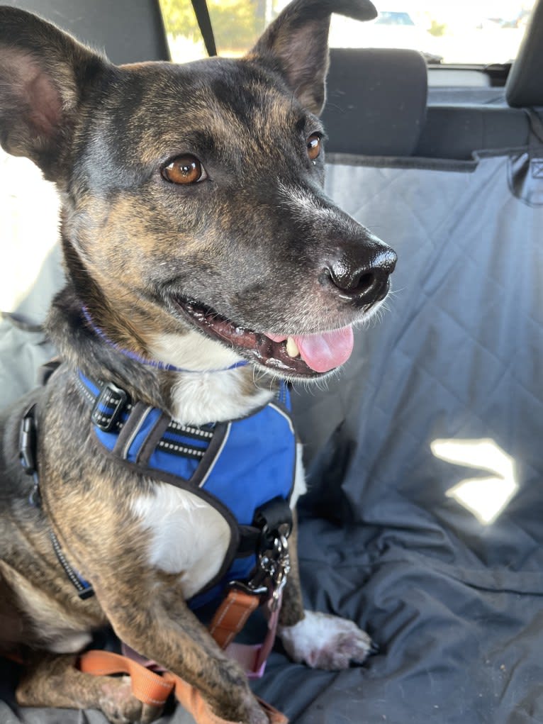 Roscoe, an American Bully and German Shepherd Dog mix tested with EmbarkVet.com