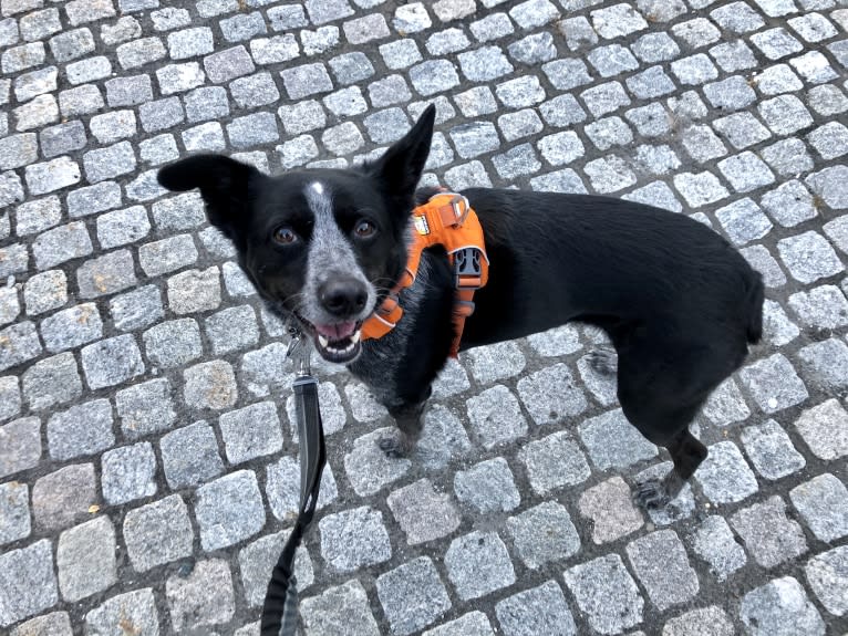 Mist, an Australian Cattle Dog and Australian Shepherd mix tested with EmbarkVet.com