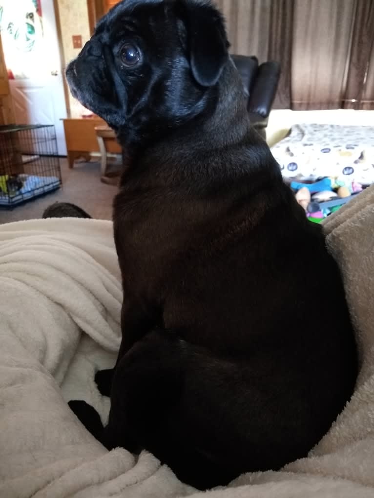 Princess Ebony, a Pug tested with EmbarkVet.com